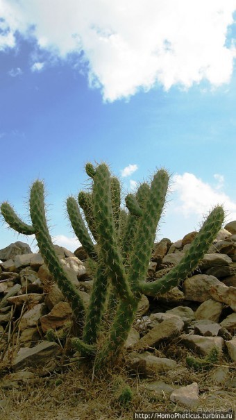 Альбом отзыва "Разбойничье ущелье"