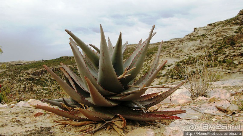 фото Эритреи