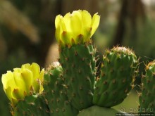 Козы на деревьях