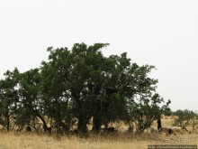 Козы на деревьях