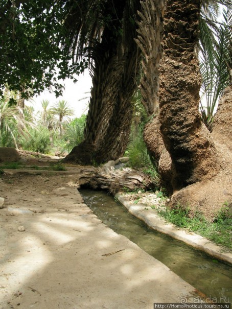 Козы на деревьях