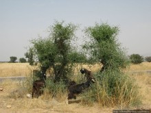 Козы на деревьях