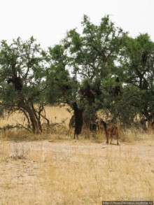 Козы на деревьях