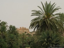 Козы на деревьях