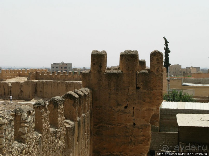 Козы на деревьях