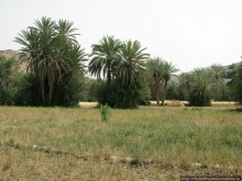 Козы на деревьях