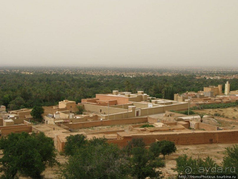 Козы на деревьях