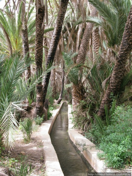 Козы на деревьях