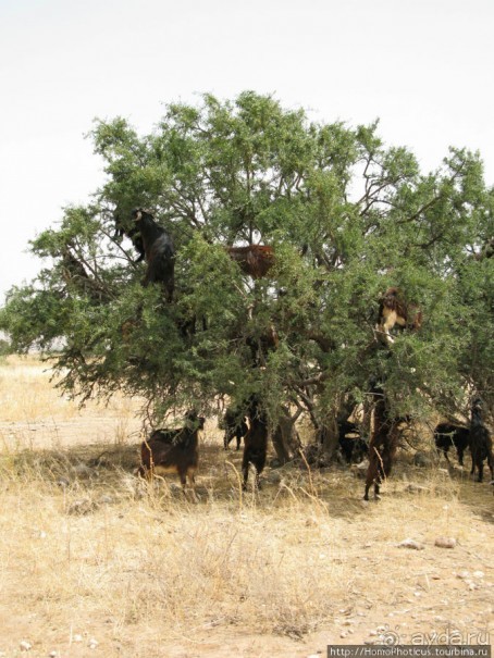 Козы на деревьях