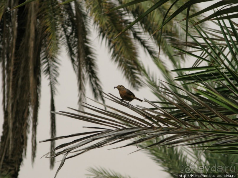 Козы на деревьях