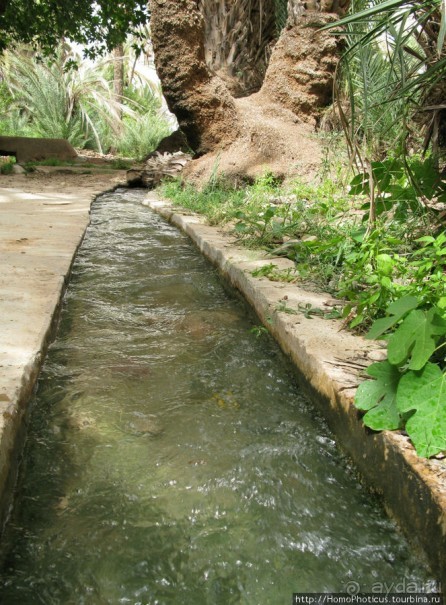 Козы на деревьях