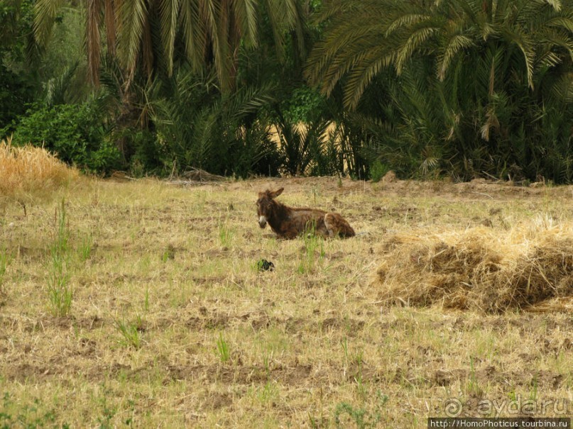 Козы на деревьях