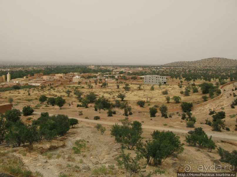 Козы на деревьях