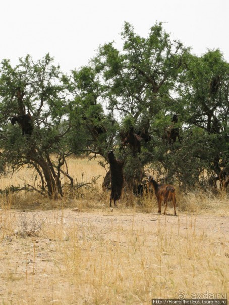 Козы на деревьях