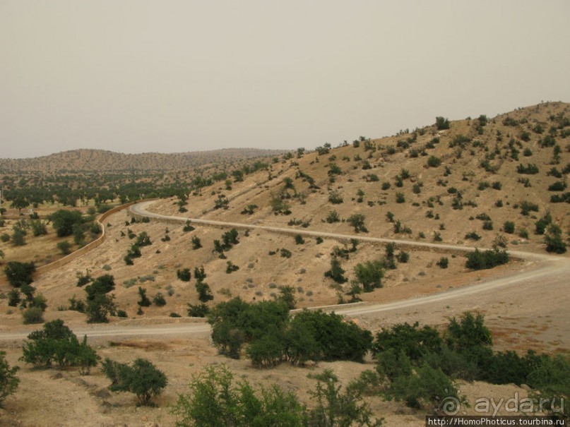 Козы на деревьях