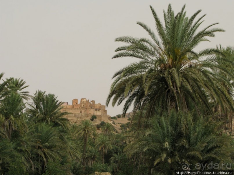 Козы на деревьях