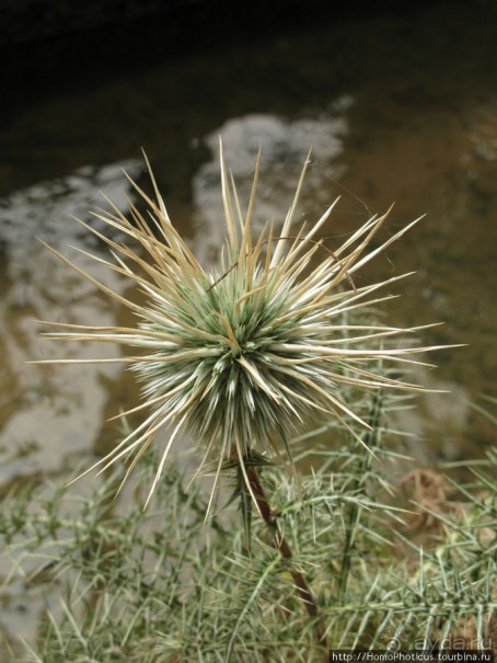 Козы на деревьях