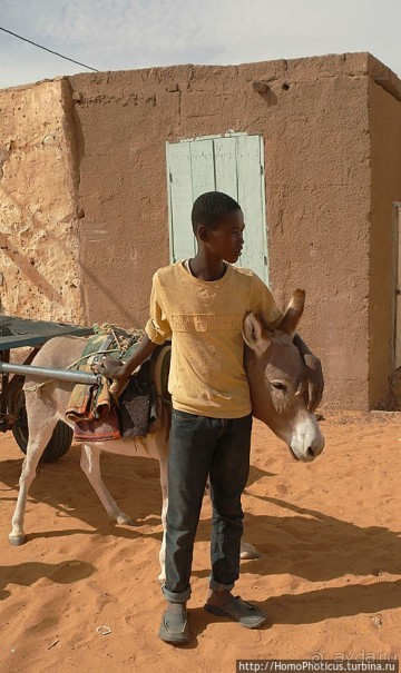 Мавританцы