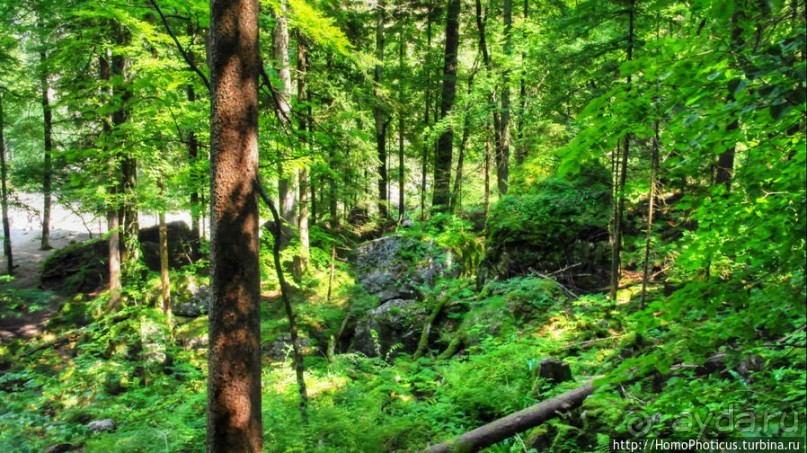 Альбом отзыва "Незаслуженно обиженный Хоэншвангау"