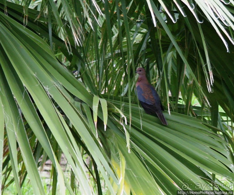 В гостях у сеньора Феррари... на озере Лангано!