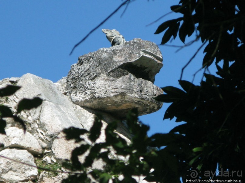 "Чикен-Пицца"