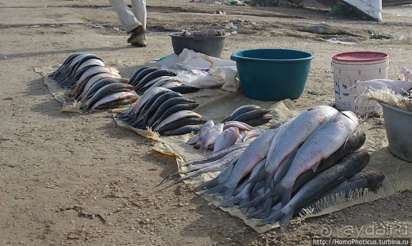 Вдоль полосы прибоя