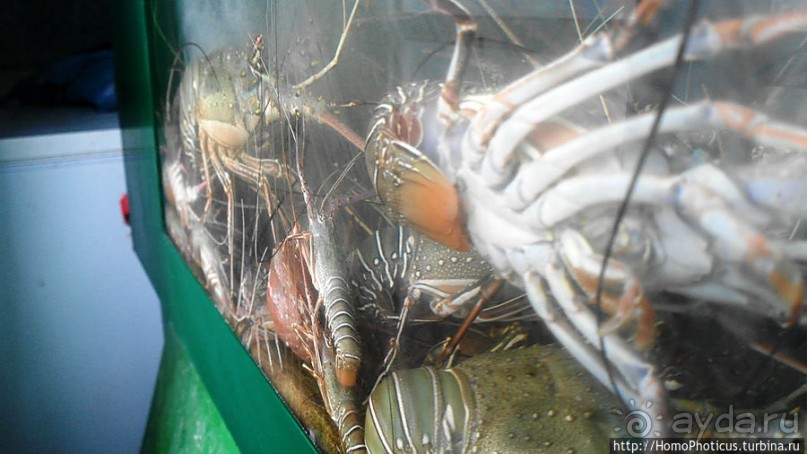 Вдоль полосы прибоя