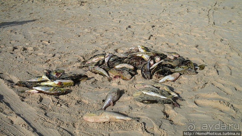 Вдоль полосы прибоя