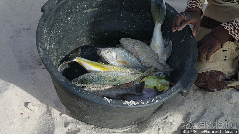 Вдоль полосы прибоя