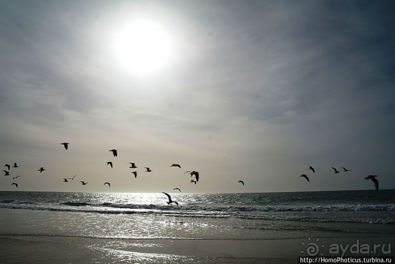 Вдоль полосы прибоя