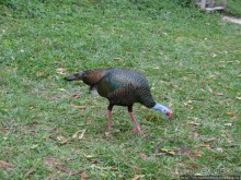 Место, где слышны голоса духов