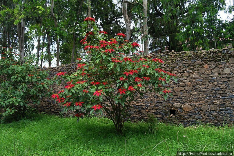 Крепость Фасил-Гебби: династия Соломонидов