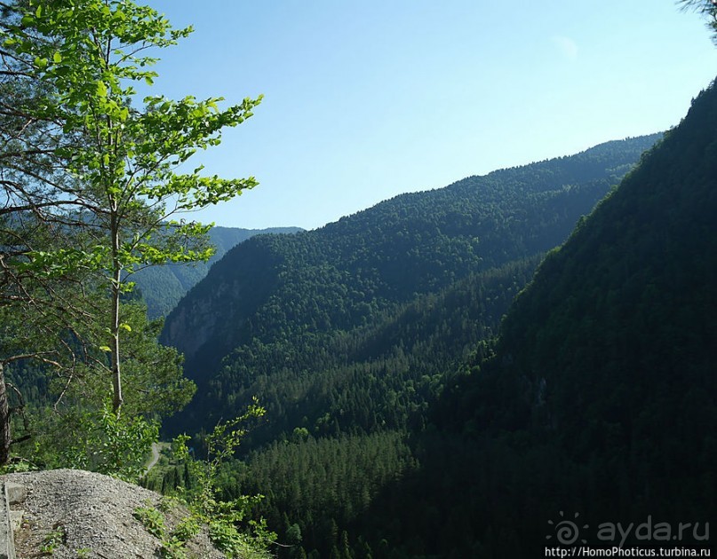 Рица в серебре и зелени
