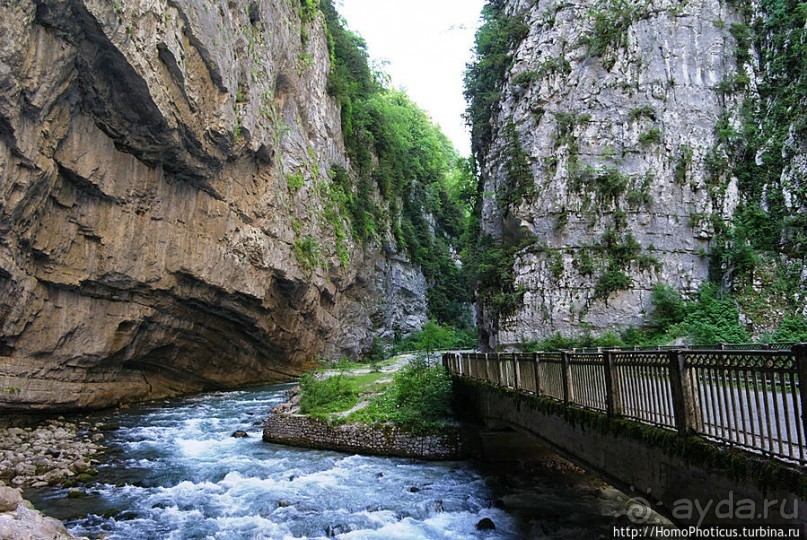 Рица в серебре и зелени