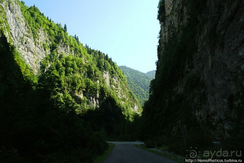 Рица в серебре и зелени