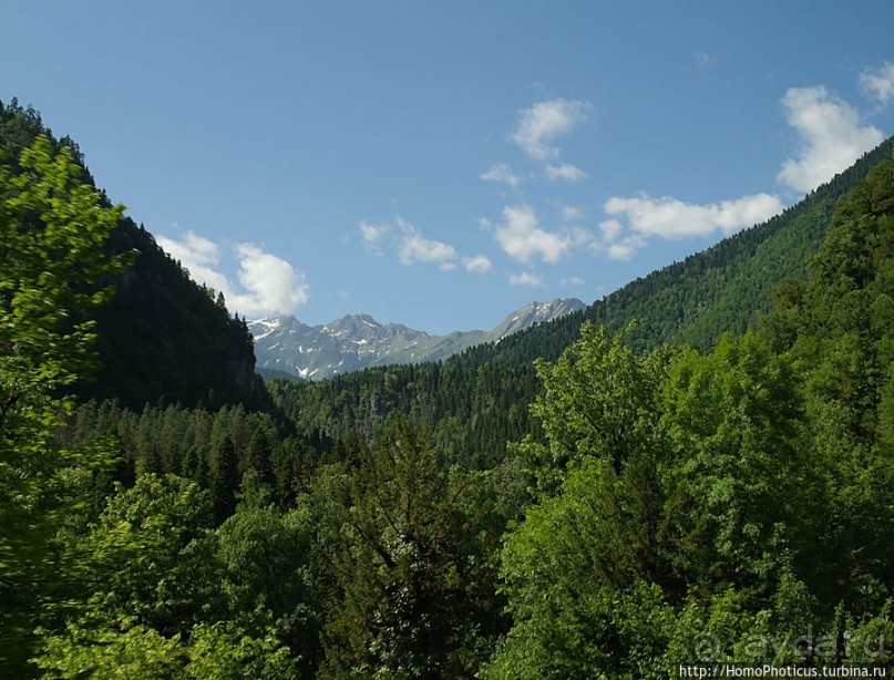 Рица в серебре и зелени