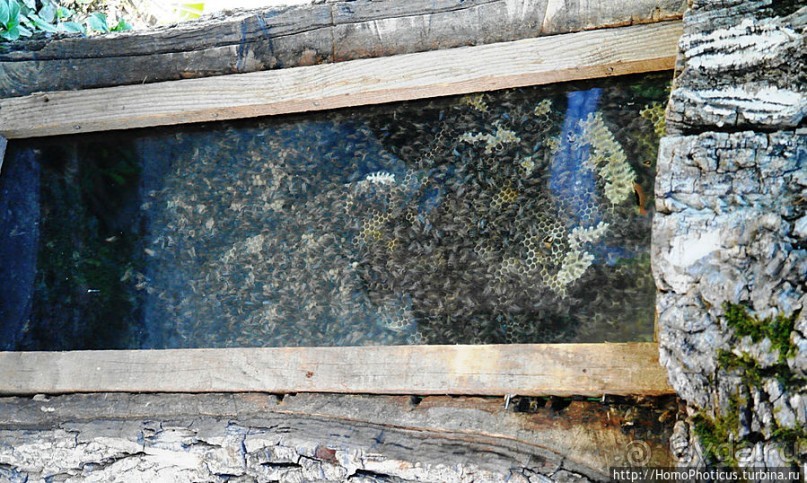 Рица в серебре и зелени