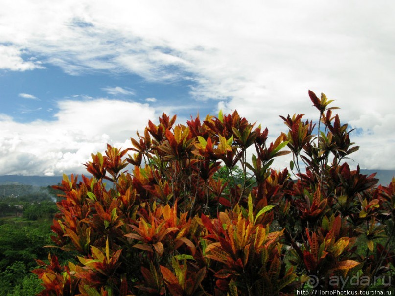 Альбом отзыва "Королевский город-музей"