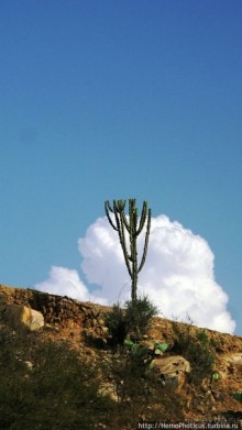 Альбом отзыва "Политически значимый фикус"
