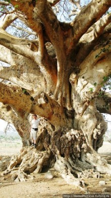 Альбом отзыва "Политически значимый фикус"