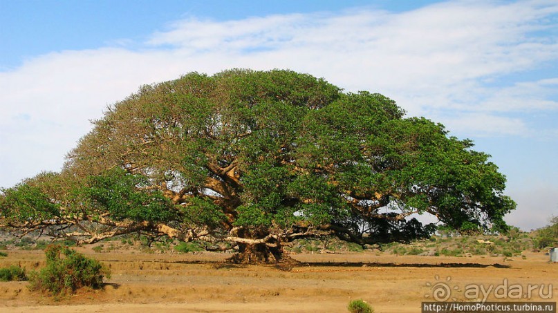 Политически значимый фикус