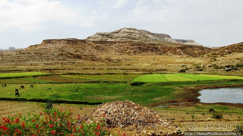 Политически значимый фикус