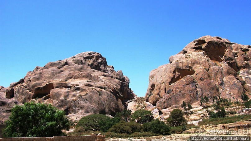 Политически значимый фикус