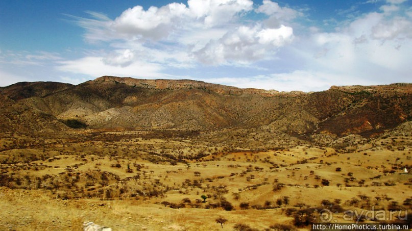 Политически значимый фикус