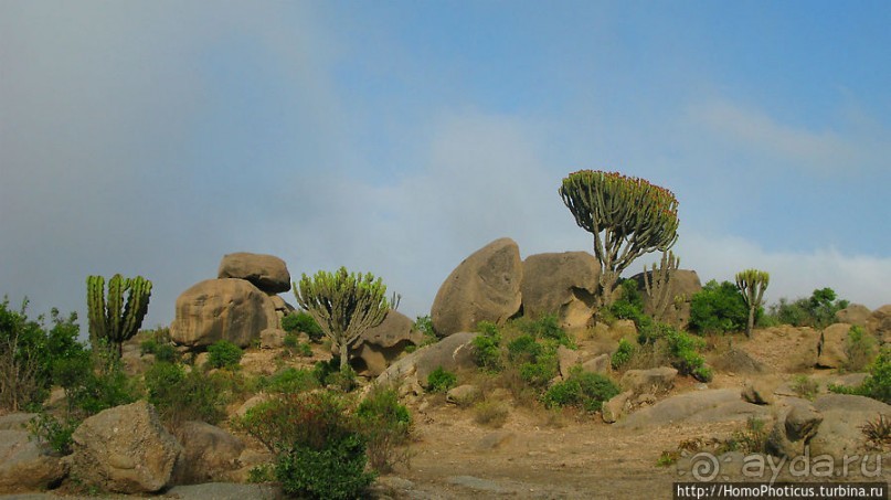 Политически значимый фикус