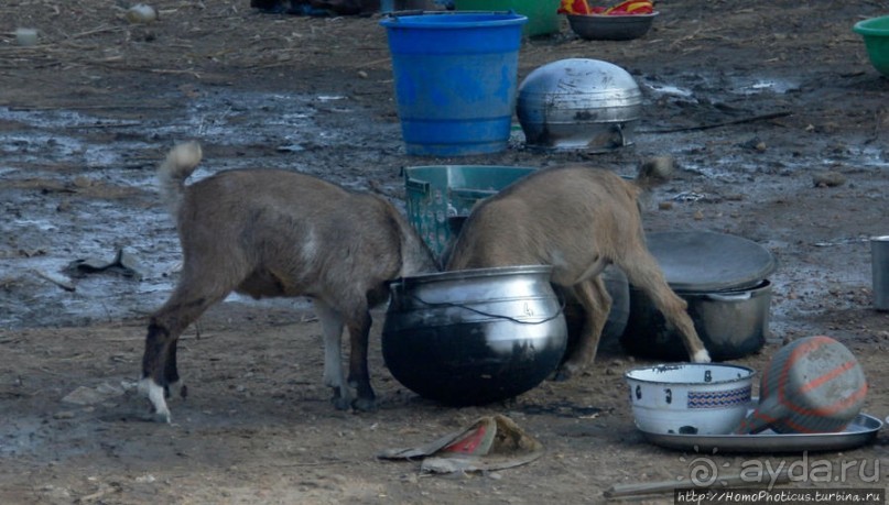 Первое знакомство с камерунскими фульбе