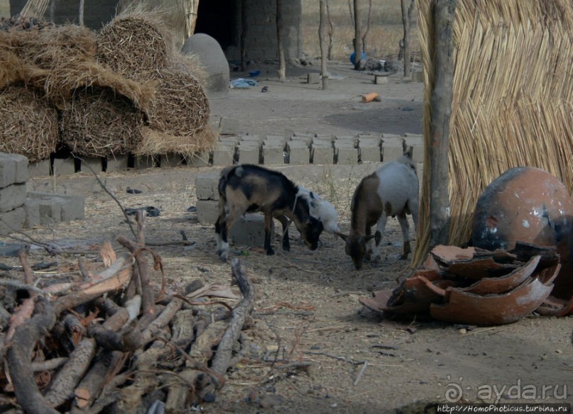 Первое знакомство с камерунскими фульбе