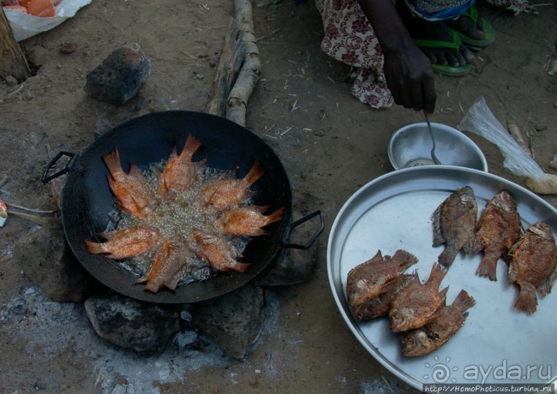 Первое знакомство с камерунскими фульбе