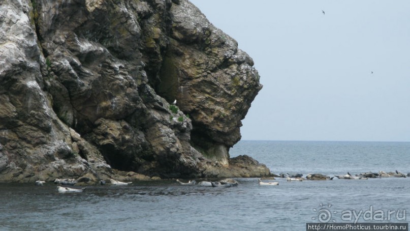 Тонино-Анивский полуостров: птицы, нерпы и ветер