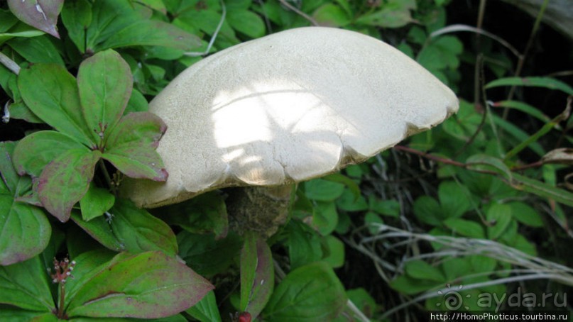 Тонино-Анивский полуостров: птицы, нерпы и ветер